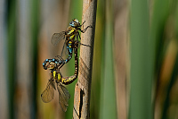 b7153 dlo pestr (Aeshna mixta)