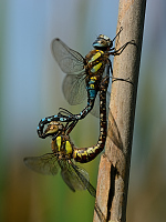 b7207 dlo pestr (Aeshna mixta)