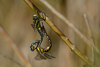b7487 dlo pestr (Aeshna mixta)