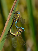 b7540 dlo pestr (Aeshna mixta)