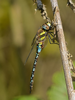 b7599 dlo pestr (Aeshna mixta)