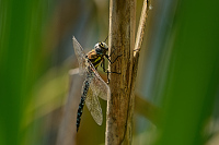 b7617 dlo pestr (Aeshna mixta)