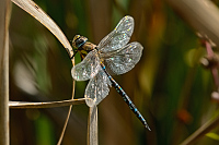 b7622 dlo pestr (Aeshna mixta)