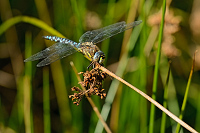 b7630 dlo pestr (Aeshna mixta)