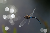 b7722 dlo pestr (Aeshna mixta)