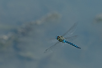 c10025 dlo pestr (Aeshna mixta)