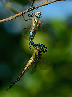 c10741 dlo pestr (Aeshna mixta)