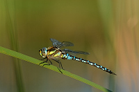 c11143 dlo pestr (Aeshna mixta)