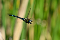 c8653. dlo pestr (Aeshna mixta)