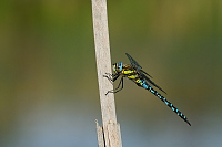 c9829. dlo pestr (Aeshna mixta)