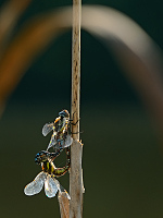 c9905. dlo pestr (Aeshna mixta)