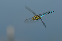 c9974. dlo pestr (Aeshna mixta)