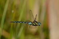 c9983. dlo pestr (Aeshna mixta)