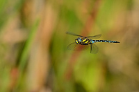 c9990. dlo pestr (Aeshna mixta)