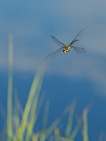 d2581. dlo pestr (Aeshna mixta)