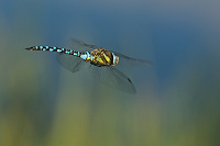 d2595. dlo pestr (Aeshna mixta)