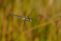 d2641. dlo pestr (Aeshna mixta)