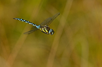 d2657. dlo pestr (Aeshna mixta)