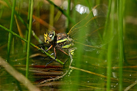 d3213. dlo pestr (Aeshna mixta)