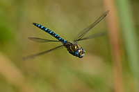 f4187. dlo pestr (Aeshna mixta)