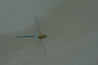 j1577. dlo pestr (Aeshna mixta)