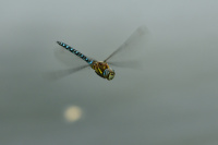 j1588. dlo pestr (Aeshna mixta)