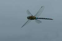 j1597. dlo pestr (Aeshna mixta)