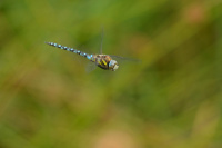 j1632. dlo pestr (Aeshna mixta)