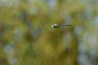 b6067 dlo rkosn (Aeshna affinis)
