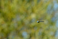 b6080 dlo rkosn (Aeshna affinis)