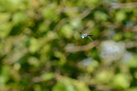 b6088 dlo rkosn (Aeshna affinis)