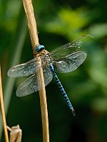 c9569. dlo rkosn (Aeshna affinis)