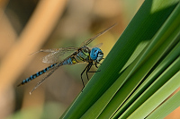 c9637. dlo rkosn (Aeshna affinis)