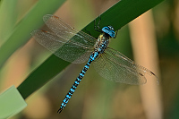 c9679. dlo rkosn (Aeshna affinis)