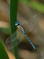 c9699. dlo rkosn (Aeshna affinis)