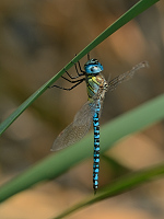 c9732. dlo rkosn (Aeshna affinis)