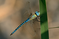 c9757. dlo rkosn (Aeshna affinis)