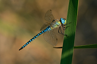 c9793. dlo rkosn (Aeshna affinis)
