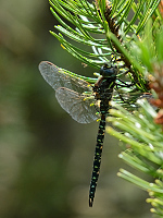 e3370. dlo raelinn (Aeshna subarctica)