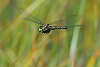 e3375. dlo raelinn (Aeshna subarctica)