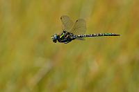 e3379. dlo raelinn (Aeshna subarctica)
