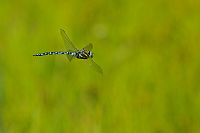 	A5615	 dlo stinov (Aeshna juncea)