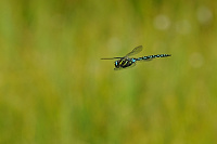 	A5798	 dlo stinov (Aeshna juncea)