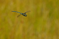 	A6725	 dlo stinov (Aeshna juncea)