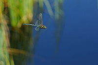 	A6757	 dlo stinov (Aeshna juncea)