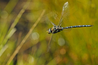 	A6798	 dlo stinov (Aeshna juncea)