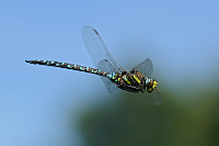 	A6911	 dlo stinov (Aeshna juncea)
