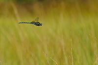 	A6924	 dlo stinov (Aeshna juncea)