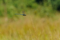 	A6927	 dlo stinov (Aeshna juncea)