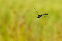 	A6989	 dlo stinov (Aeshna juncea)